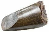 Cretaceous Fossil Crocodilian Tooth - Montana #357010-1